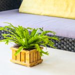 Cele mai rezistente plante pentru apartamente întunecoase