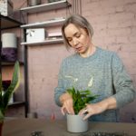 Plante care aduc culoare în casă iarna