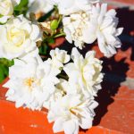 Plante cu flori albe pentru o grădină elegantă