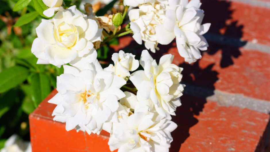 Plante cu flori albe pentru o grădină elegantă