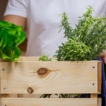 Pătlagina: utilizări tradiționale și diferențe între speciile folosite